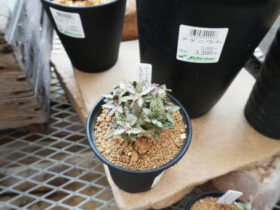 多肉植物・サボテンの紹介