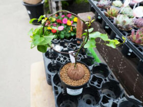 多肉植物・サボテンの紹介