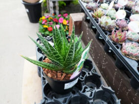 多肉植物・サボテンの紹介