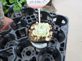 多肉植物・サボテンの紹介