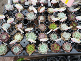 多肉植物・サボテンの紹介