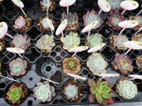 多肉植物・サボテンの紹介