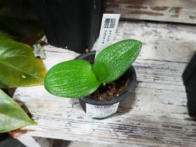 多肉植物・サボテンの紹介