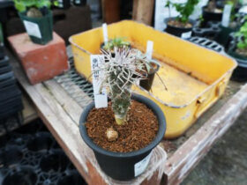 多肉植物・サボテンの紹介
