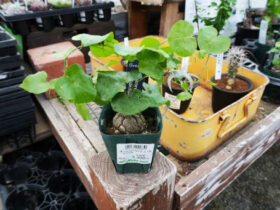 多肉植物・サボテンの紹介