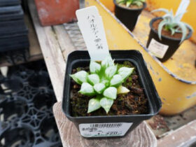 多肉植物・サボテンの紹介