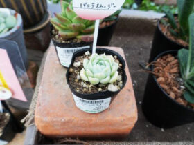 多肉植物・サボテンの紹介