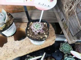 多肉植物・サボテンの紹介