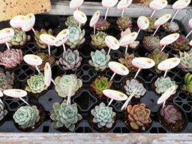 多肉植物・サボテンの紹介