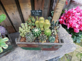 多肉植物・サボテンの紹介