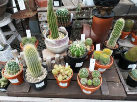 多肉植物・サボテンの紹介