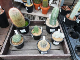 多肉植物・サボテンの紹介