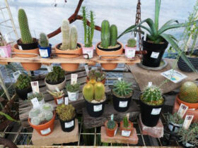 多肉植物・サボテンの紹介