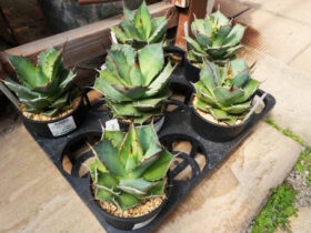 多肉植物・サボテンの紹介