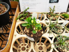 多肉植物・サボテンの紹介