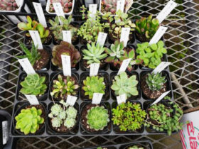 多肉植物・サボテンの紹介