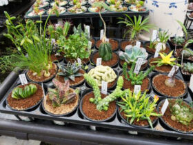 多肉植物・サボテンの紹介