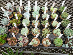 多肉植物・サボテンの紹介