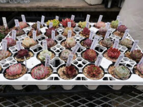 多肉植物・サボテンの紹介