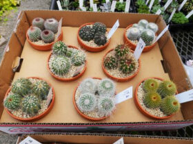 多肉植物・サボテンの紹介