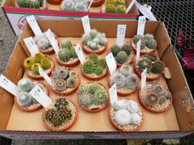 多肉植物・サボテンの紹介