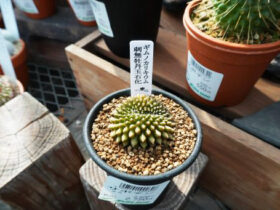 多肉植物・サボテンの紹介