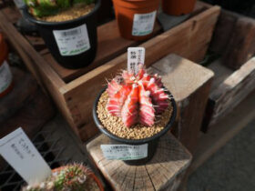 多肉植物・サボテンの紹介