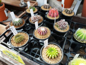 多肉植物・サボテンの紹介