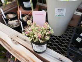多肉植物・サボテンの紹介