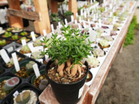 多肉植物・サボテンの紹介