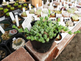 多肉植物・サボテンの紹介