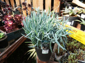 多肉植物・サボテンの紹介