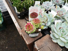 多肉植物・サボテンの紹介