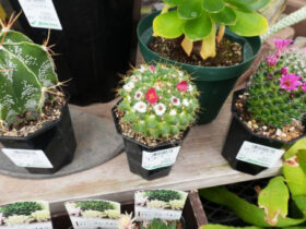 多肉植物・サボテンの紹介