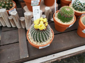 多肉植物・サボテンの紹介