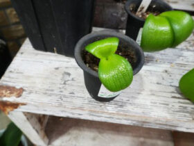 多肉植物・サボテンの紹介