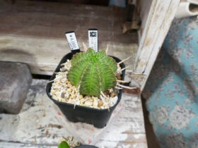 多肉植物・サボテンの紹介