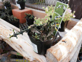 多肉植物・サボテンの紹介