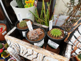 多肉植物・サボテンの紹介