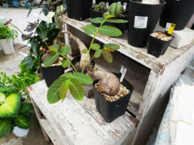 多肉植物・サボテンの紹介