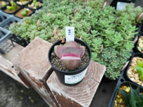 多肉植物・サボテンの紹介