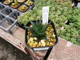 多肉植物・サボテンの紹介