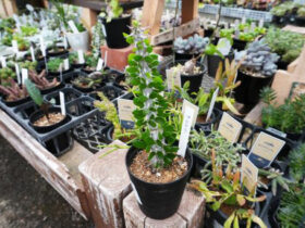 多肉植物・サボテンの紹介