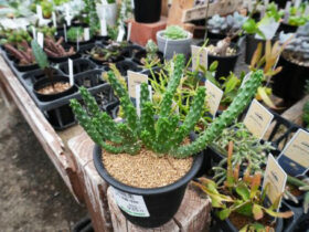 多肉植物・サボテンの紹介