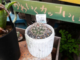 多肉植物・サボテンの紹介