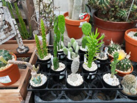 多肉植物・サボテンの紹介