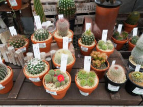 多肉植物・サボテンの紹介