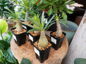 多肉植物・サボテンの紹介