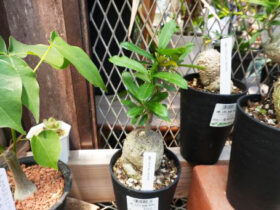 多肉植物・サボテンの紹介