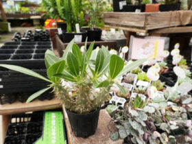 多肉植物・サボテンの紹介